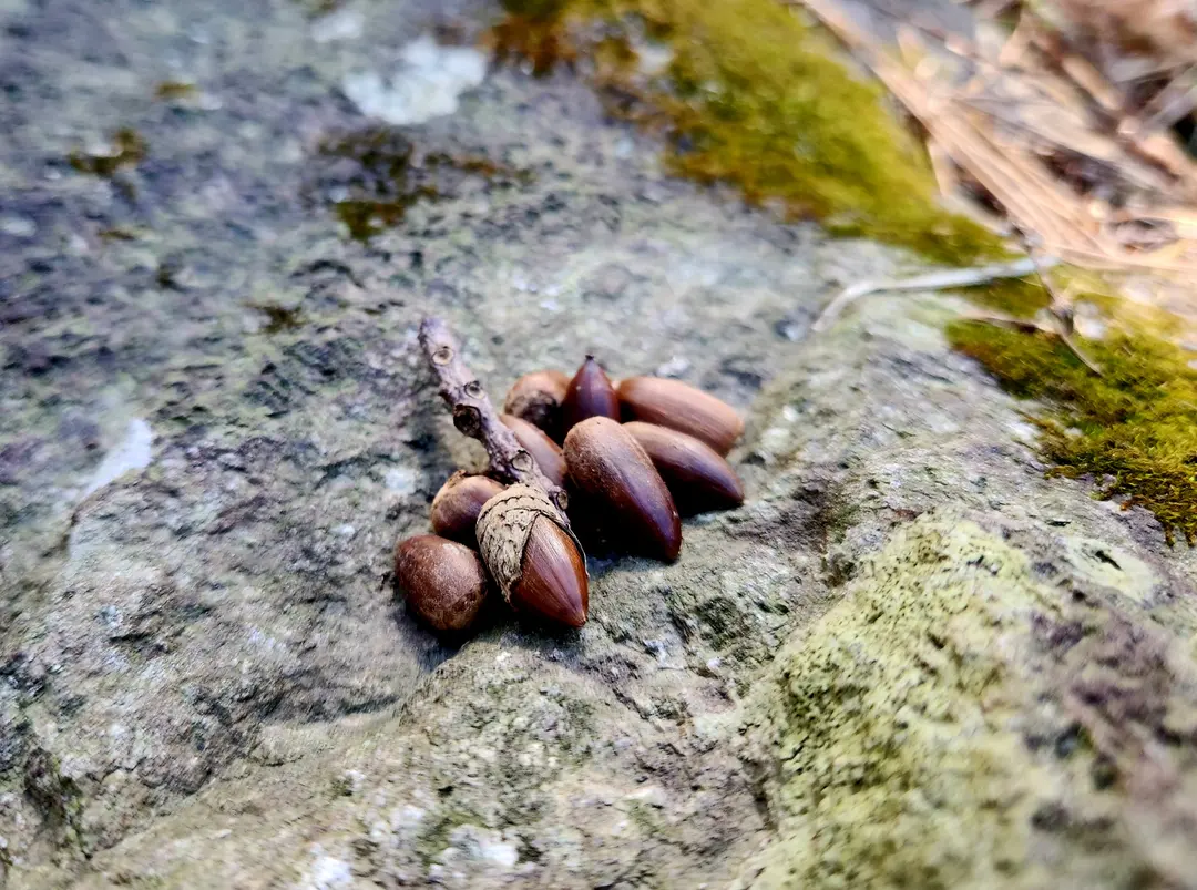 짜밤(잣밤)