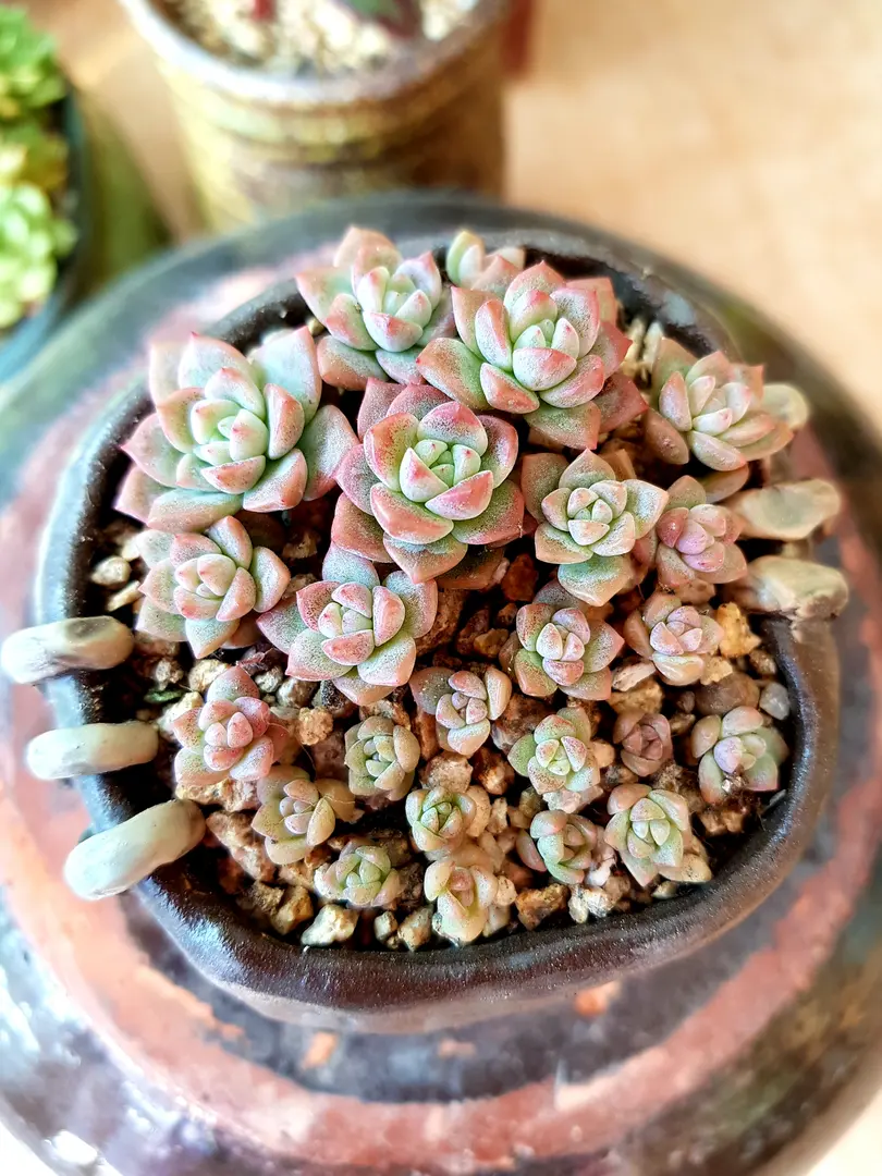 리틀장미