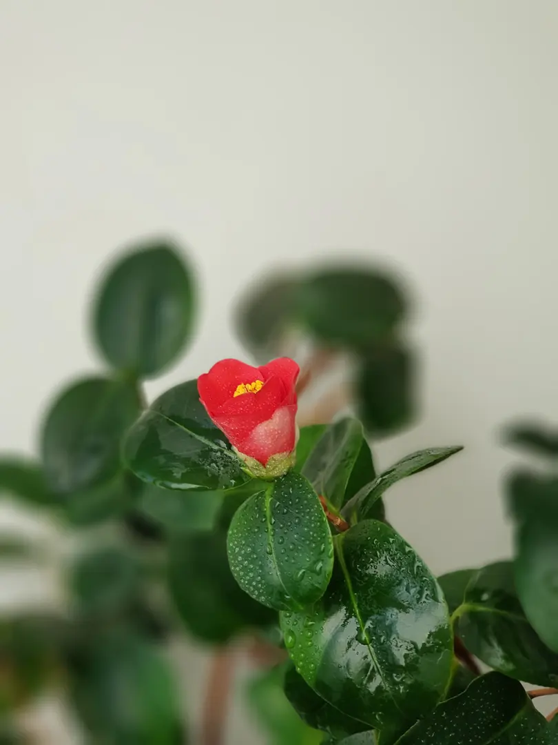 동백꽃
