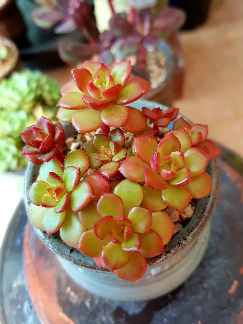 레티지아